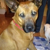 Brown dog with dark muzzle and large ears.
