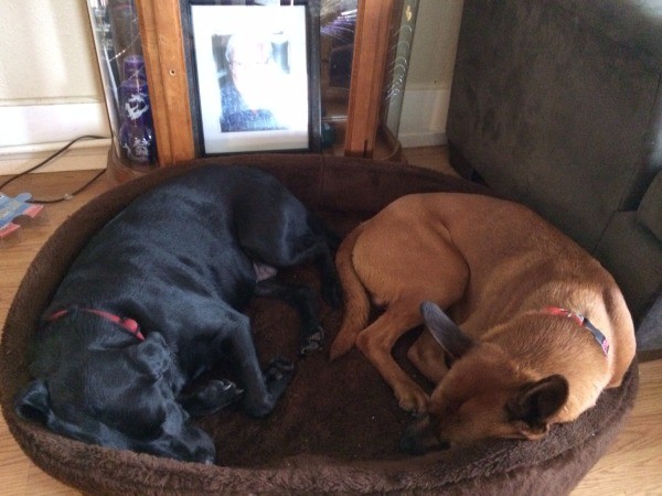 Dog lying in dog bed with a black Lab.