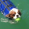 Dog in life vest swimming with a tennis ball in his mouth.