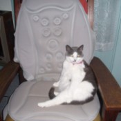Cat sitting on chair massage insert unit.