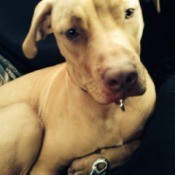 What Breed is My Dog?