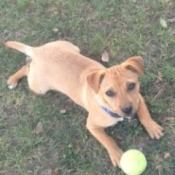 Kobi lying in the grass with a tennis ball.