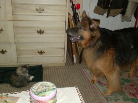 In Memory of Cleo (Dog) and Patra (Cat)