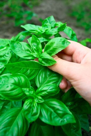 Someone picking fresh basil.