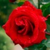 A wet red rose in the rain.
