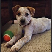 Speckled brown and white puppy.