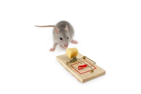 Rodent Trap