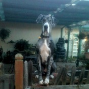 Samantha (Great Dane)