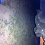 Legal Advice for Mouldy Rented Cottage