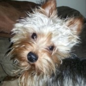Yorkie, closeup.