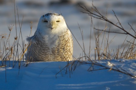 Who's Watching Who (Snowy Owl)