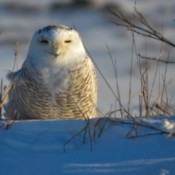 Who's Watching Who (Snowy Owl)