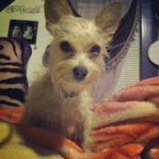 Small tannish white dog.