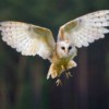 An owl in flight.