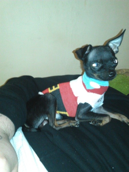 Small black dog wearing a sweater.