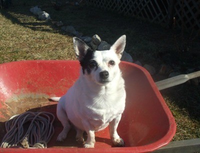 Dog in wheelbarrow.