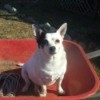 Dog in wheelbarrow.