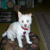 White dog.