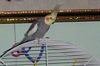 Bird on top of cage.