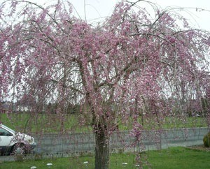 Weeping cherry tree in bloom.