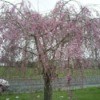 Weeping cherry tree in bloom.