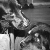 Black and white photo of the two dogs.