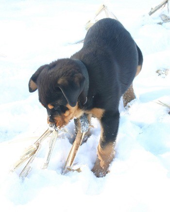 Puppy playing in the snow.