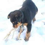 Puppy playing in the snow.
