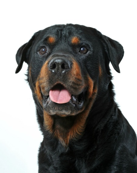 small rottweiler breed