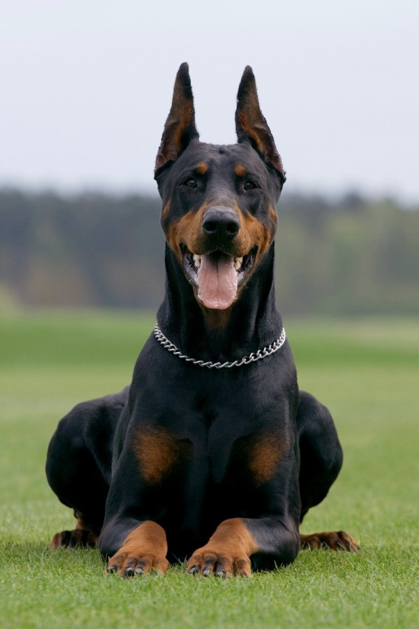 Doberman Pinscher Breed Information and Photos | ThriftyFun