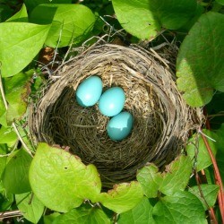 Robin Bird Nest