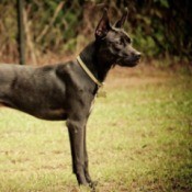 Side view of dog standing.