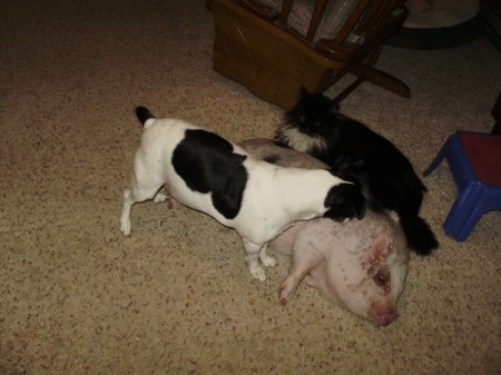 Pig lying on the floor.