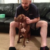 Man sitting on couch petting a red Pit Bull.