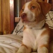 White and light brown puppy.