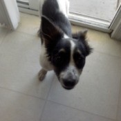 Black and white dog looking at camera.