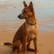 Riley Canoe (Dog)