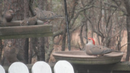 What Is It? (Dove and Woodpecker)