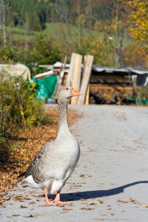 Pet Goose