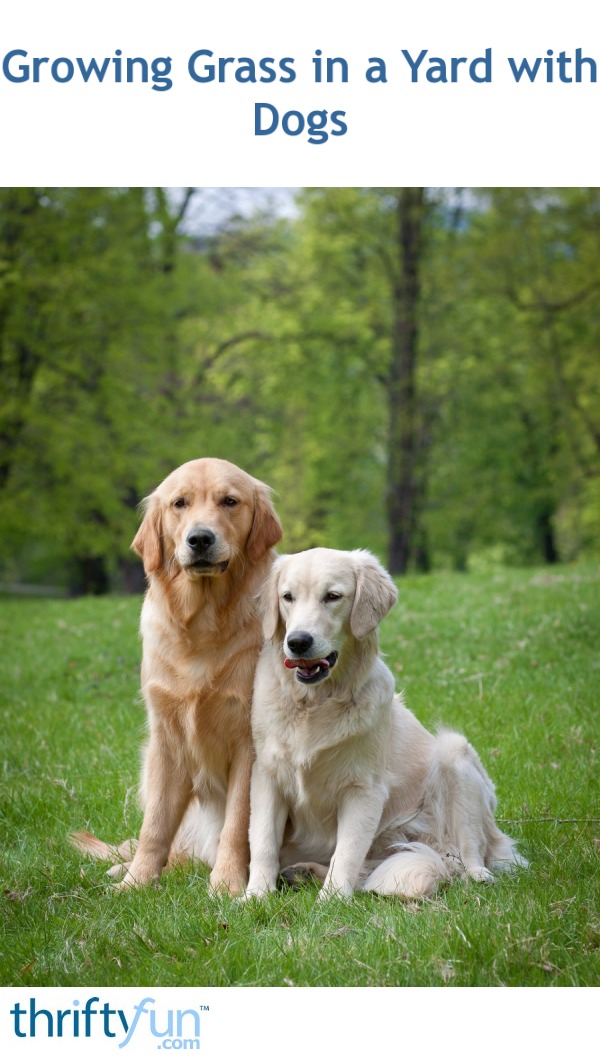 Growing Grass in a Yard with Dogs ThriftyFun