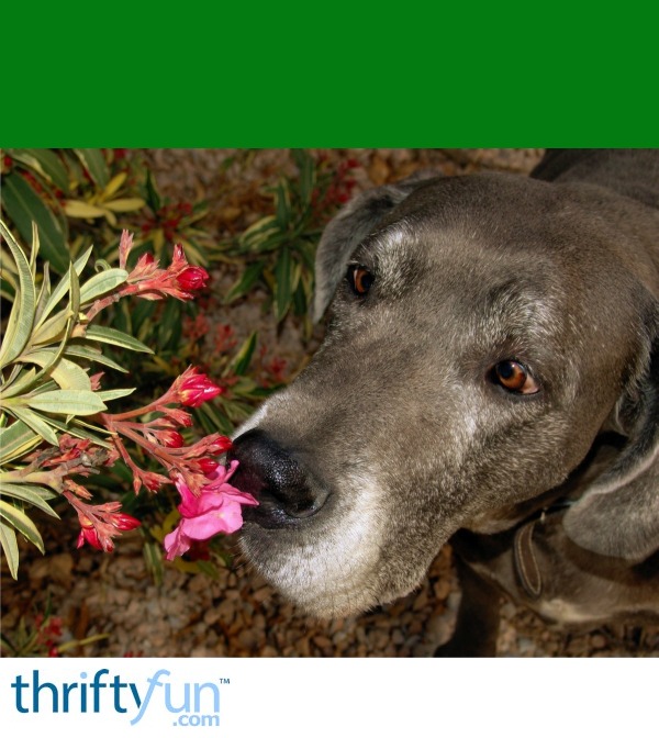 Yard and Garden Hazards for Pets ThriftyFun