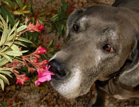 Dog Sniffing Flower