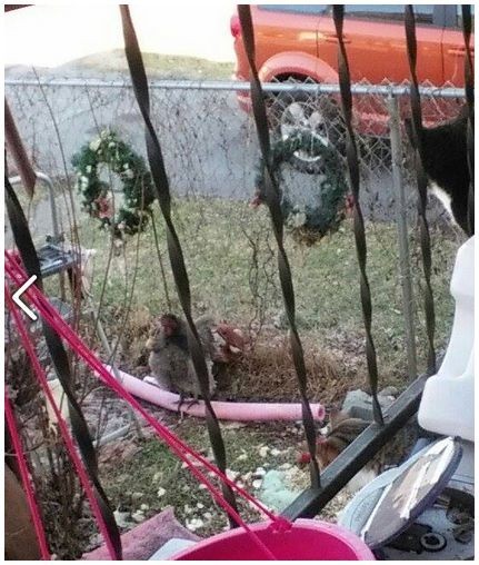 Swim Noodles for Perches