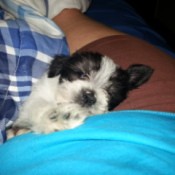 white and black puppy on lap