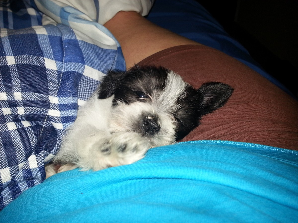 giving-a-puppy-medicine-for-worms-thriftyfun