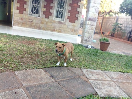 Dog in yard