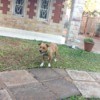 Dog in yard