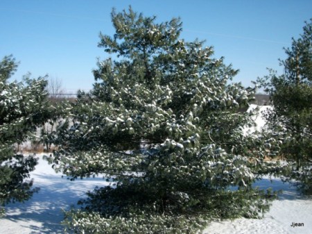 Cold Winter (Mount Vernon, MO)
