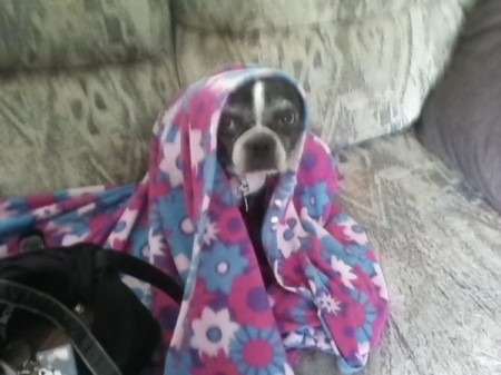 Dog wrapped in a blanket sitting on the couch.