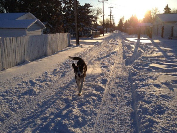 Dog walking in the snow.